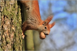 <p>VEVERKA OBECNÁ (Sciurus vulgaris) /Red squirrel - Eichhörnchen/</p>